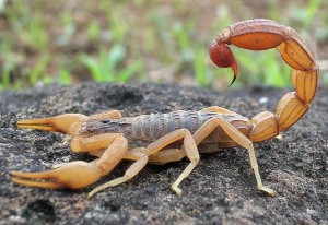 Scorpian for post